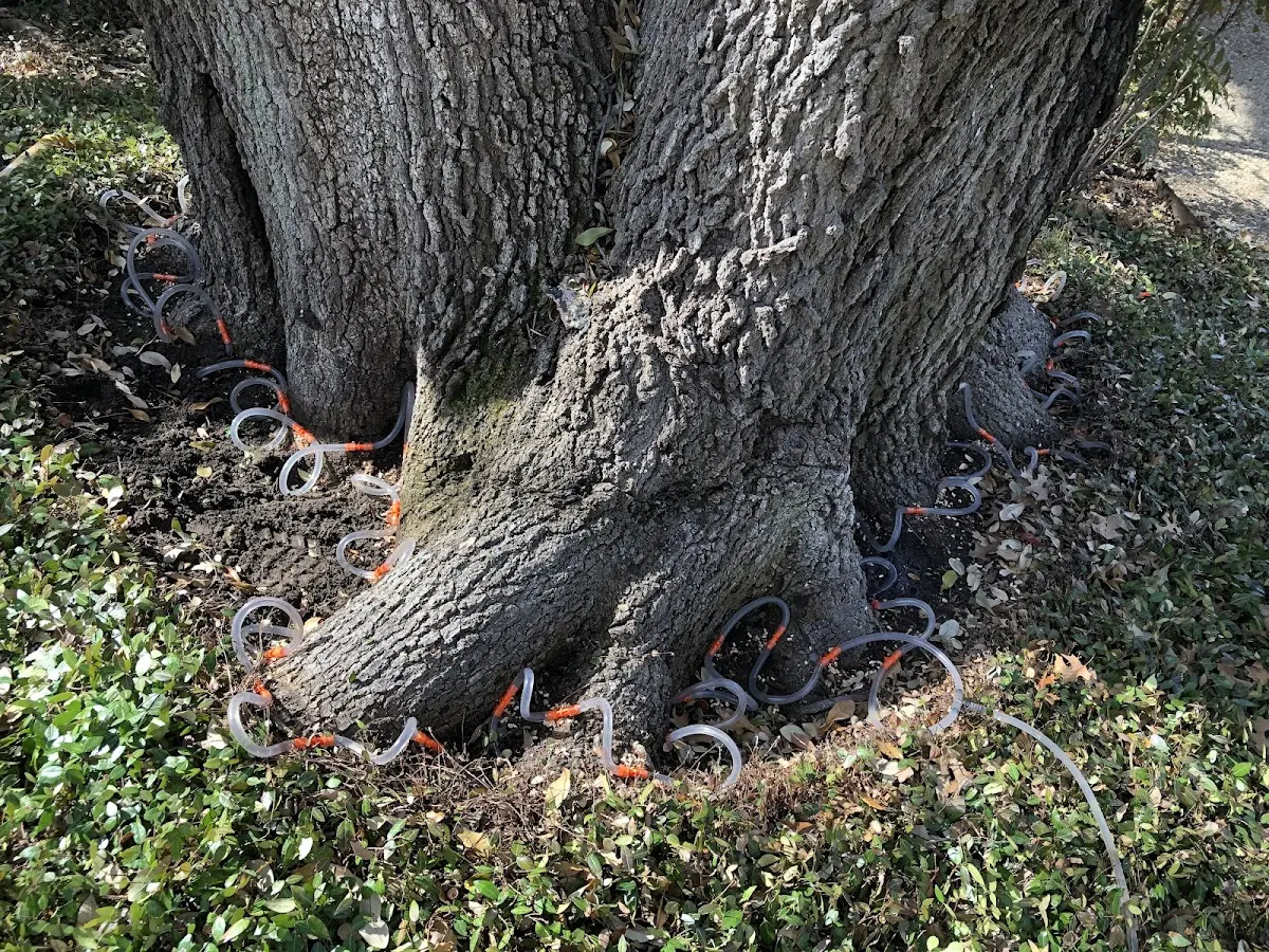Detailed Tree Cabling and Bracing job site in Willernie